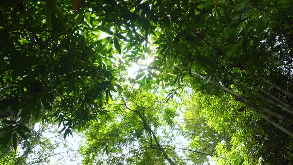 Amazon rain forest Sun shines through leaves autumn trees Brazil.