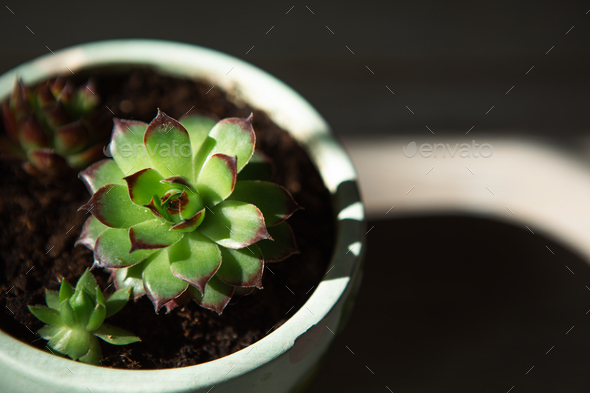 Echeveria in a pot in bright light with shadows. A house plant, a green home