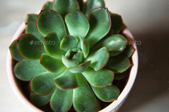 Echeveria in a pot in bright light with shadows. A house plant, a green home, a succulent