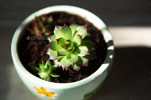 Echeveria in a pot in bright light with shadows. A house plant, a green home, a succulent