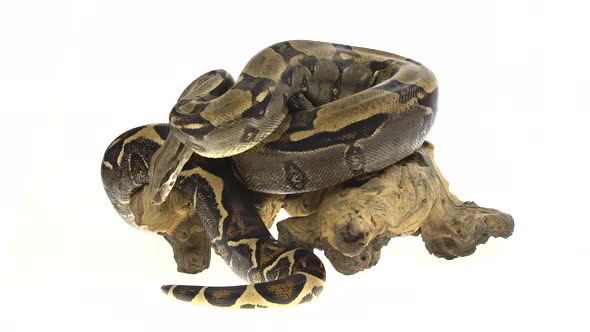 Royal Python or Python Regius on Wooden Snag in Studio Against a White Background. alt
