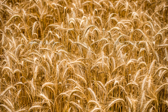 Background%20of%20ears%20of%20golden%20ripening%20wheat