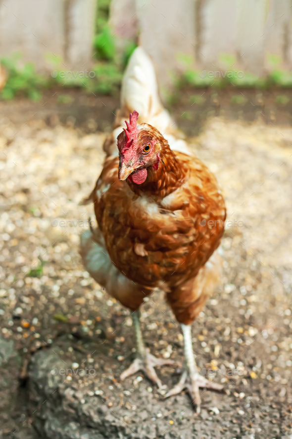 Free-grazing domestic hen in walk-in chicken run on a traditional free range poultry organic farm