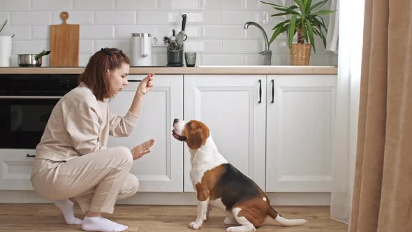 The Female Owner of the Beagle Dog Training and Treats Her Pet with a Treat alt
