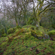 Mossy oaks grow among ancient remains of a construction - PhotoDune Item for Sale