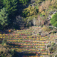 Terraced vineyard near the edge of a mixed forest - PhotoDune Item for Sale