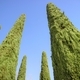 The elegant cypress tree with blue background - PhotoDune Item for Sale
