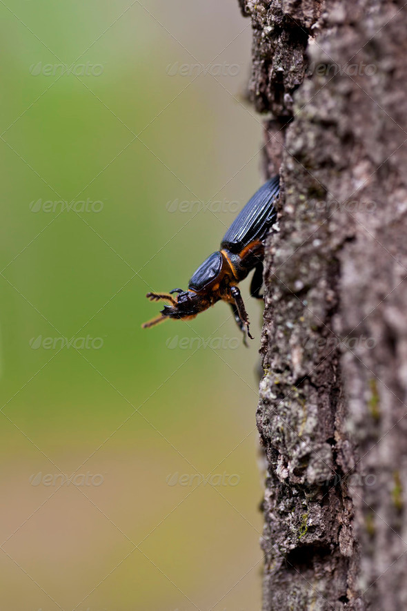 Jerusalem beetle on Tree - Stock Photo - Images