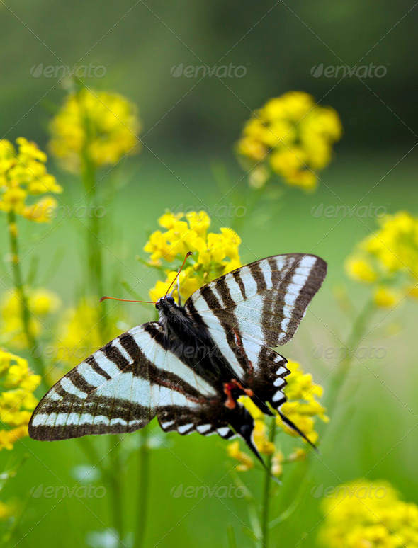 Zebra Swallowtail Butterfly - Stock Photo - Images