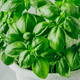 Basil leaves. Basil plant with green leaves. - PhotoDune Item for Sale