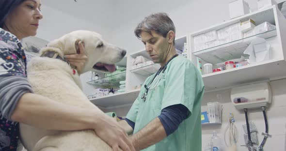 Veterinary surgery - Veterinarian checking a white dog in a pet clinic alt