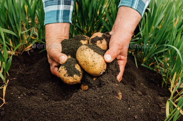 Closeup of male hands farmer digs up potatoes from fertile garden soil.