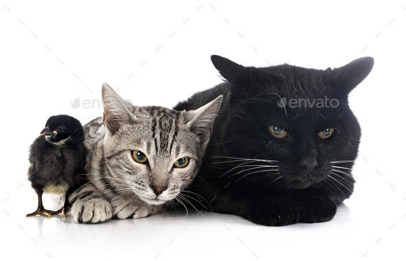 two cats and chick  in studio - Stock Photo - Images