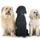 Pyrenean Sheepdog and poodles in studio - PhotoDune Item for Sale