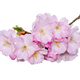 Pink cherry blossoms - PhotoDune Item for Sale