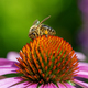 Bee collecting nectar at a conflower blossom - PhotoDune Item for Sale