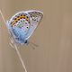 Silver Studded Blue Butterfly resting on stick - PhotoDune Item for Sale
