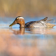 Garganey dabbling duck swimming in Wetland - PhotoDune Item for Sale