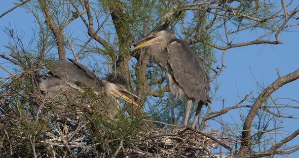 young grey herons in the nest, the Camargue in France alt