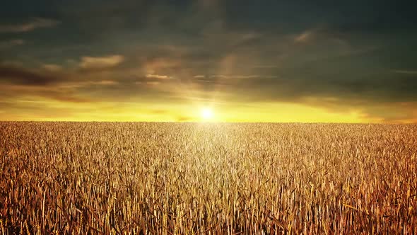 Grain Field At Sunset