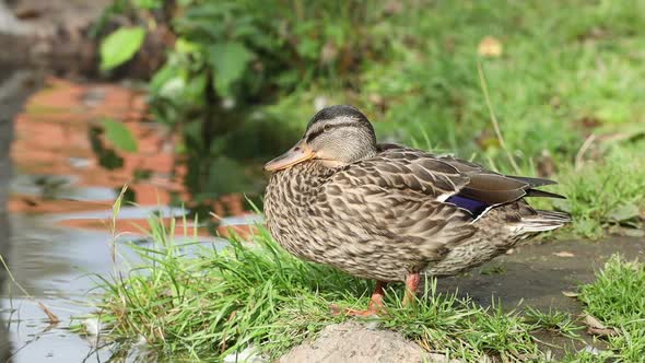 Duck sits in nature by the pond