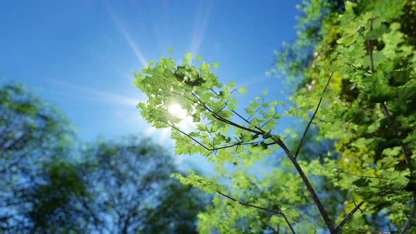 The Sun Shining Through Mapple Tree