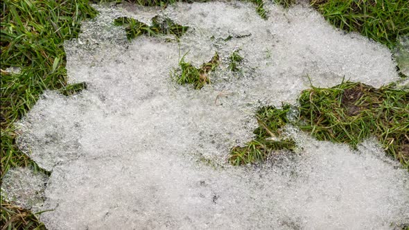 Snow is Melting Fast on Fresh Green Grass in Spring alt