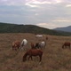 A Herd Of Horses Shot With A Drone In The Wild  - VideoHive Item for Sale