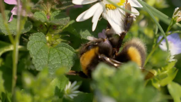 Bumblebee Daisy Meadow