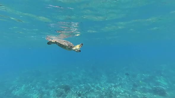 Hawaiian turtle swimming in the ocean