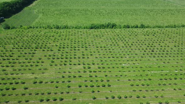 Apple Orchard View From a Height Trees Planted in Straight Rows