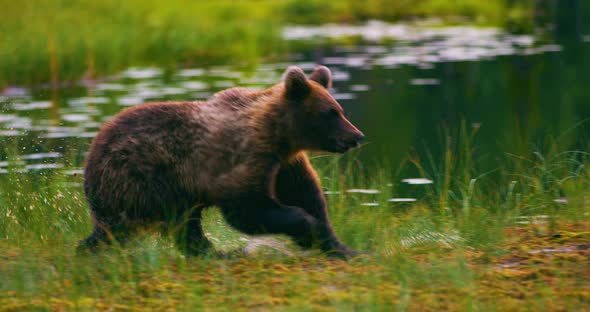 Young and Playful Brown Bear Cub Running Free in a Swamp