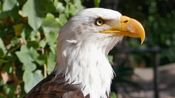 Bald Eagle Closeup alt