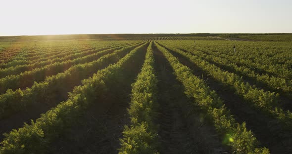 Carrots Growing On The Ground, Organic Farming, Rows In The Field, Close Up alt