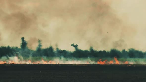 Dry grass is burning. Forest fire background. Damage to nature.