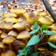 Honey Fungus Mushrooms 3 - VideoHive Item for Sale