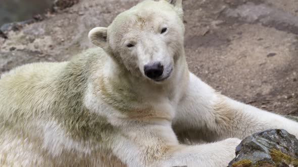 Polar bear on a rock