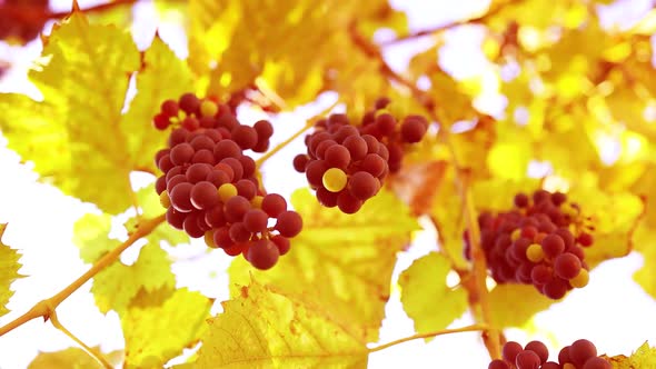 Lush Bunches of Grapes Hanging From an Old Vine in the Garden in Autumn Day alt