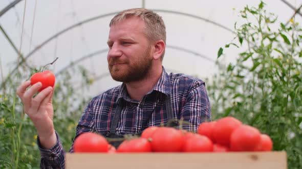 Farmer Businessman, Growing Tomatoes, Vegetable Business, Greenhouse with Tomatoes, Successful Farm alt