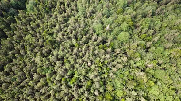 Dense deciduous fresh green forest in summer day - top down view alt