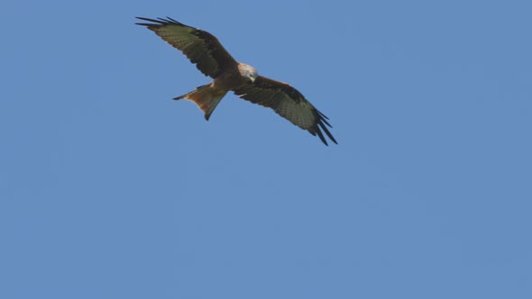 Tracking shot of Majestic Red Kite Eagles gliding at blue sky in summer alt