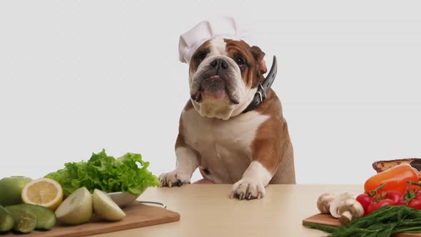 English Bulldog As a Chef at the Table alt