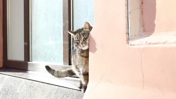 a Stray Cat Sits on a Windowsill on the Street