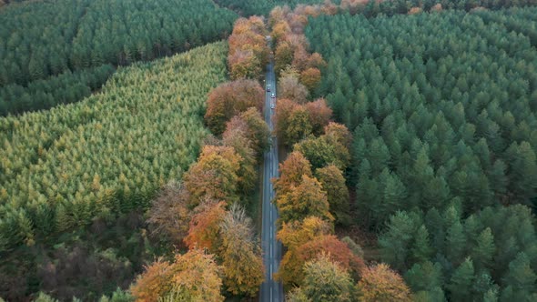 Aerial drone view of a straight countryside road through the wood