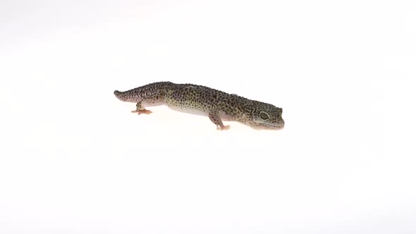 Leopard Gecko Standard Form, Eublepharis Macularius in White Background alt