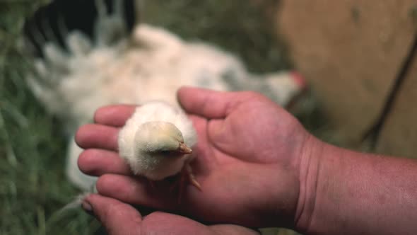 Hand Holding Baby Chick alt
