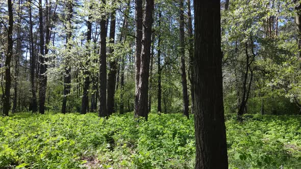 Green Forest During the Day Aerial View alt