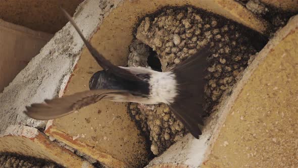 Common house martin. A mother flying back to a full nest with chicks. alt