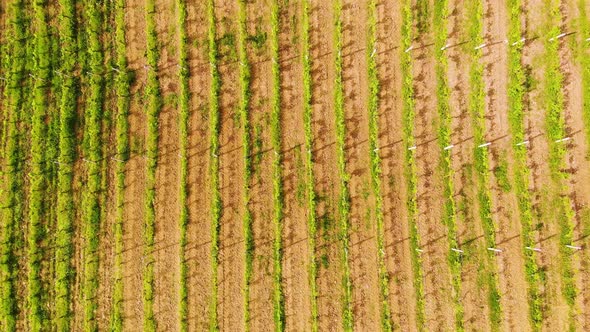 Aerial Drone View Over Vineyards Towards Agricultural Fields During Sunset alt
