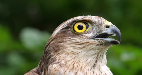 European Sparrowhawk, accipiter nisus, Portrait of Adult, Normandy, slow motion 4K alt
